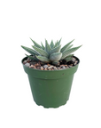 Haworthia wandera 'Miami'