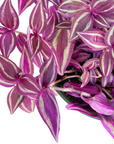 Tradescantia 'Pink Paradise'