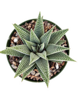 Haworthia wandera 'Miami'