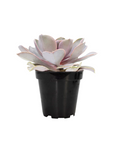 Echeveria 'Perle Von Nurnberg'