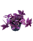 Tradescantia 'Pink Paradise'