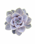 Echeveria 'Perle Von Nurnberg'