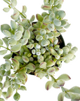 Cotyledon pendens (Cliff Cotyledon)