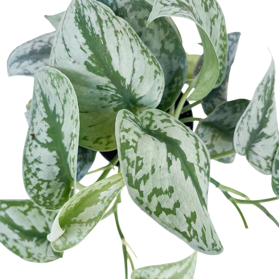 Scindapsus pictus 'Silver Splash'