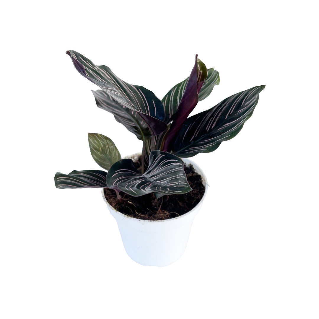 Diameter Plants Goeppertia ornata - Thumbnail 2