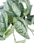 Scindapsus pictus 'Silver Splash'
