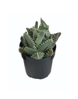 Faucaria tigrina (Tiger's Jaw)