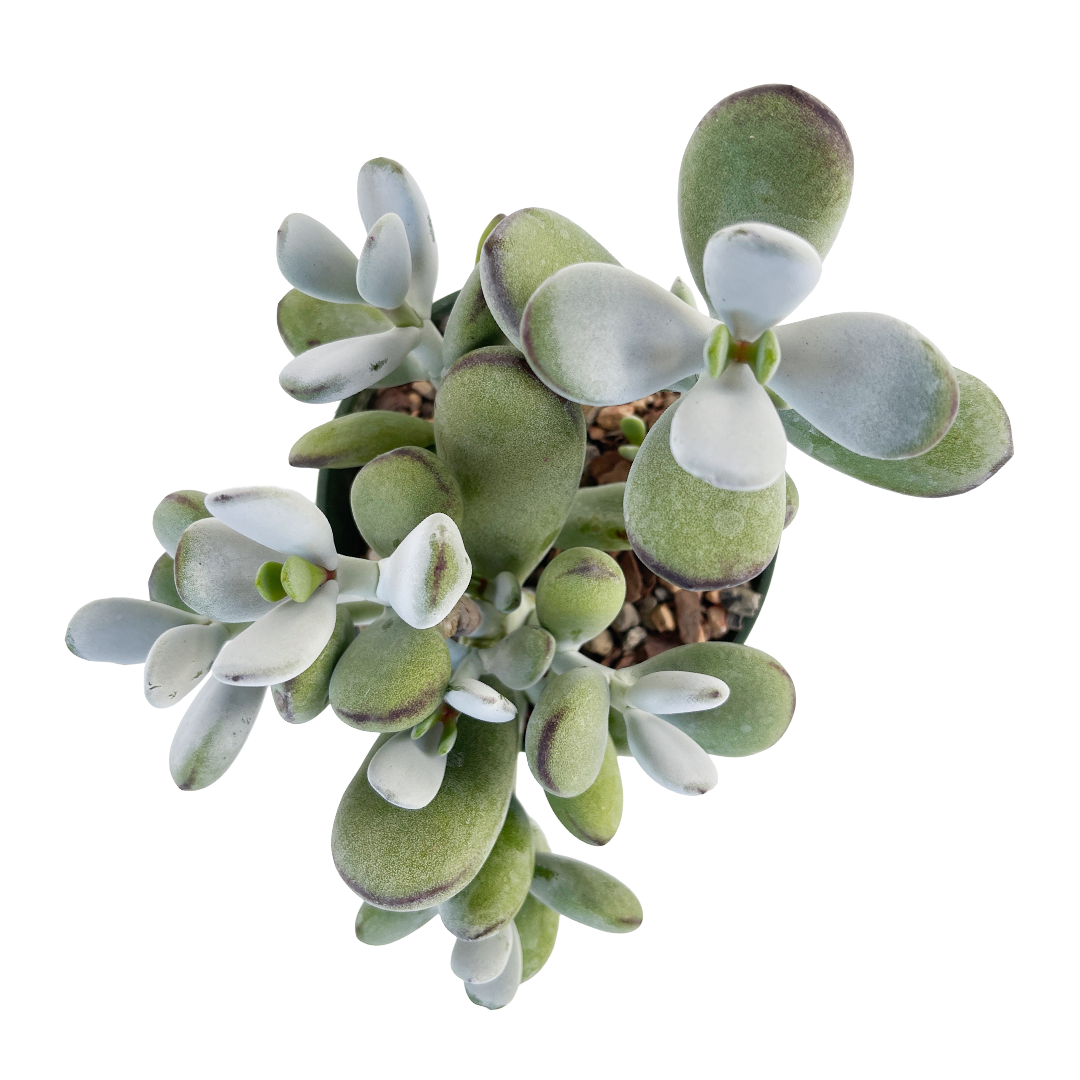 Cotyledon orbiculata