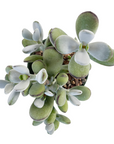 Cotyledon orbiculata