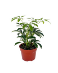 Schefflera arboricola 'Mini Moondrop'