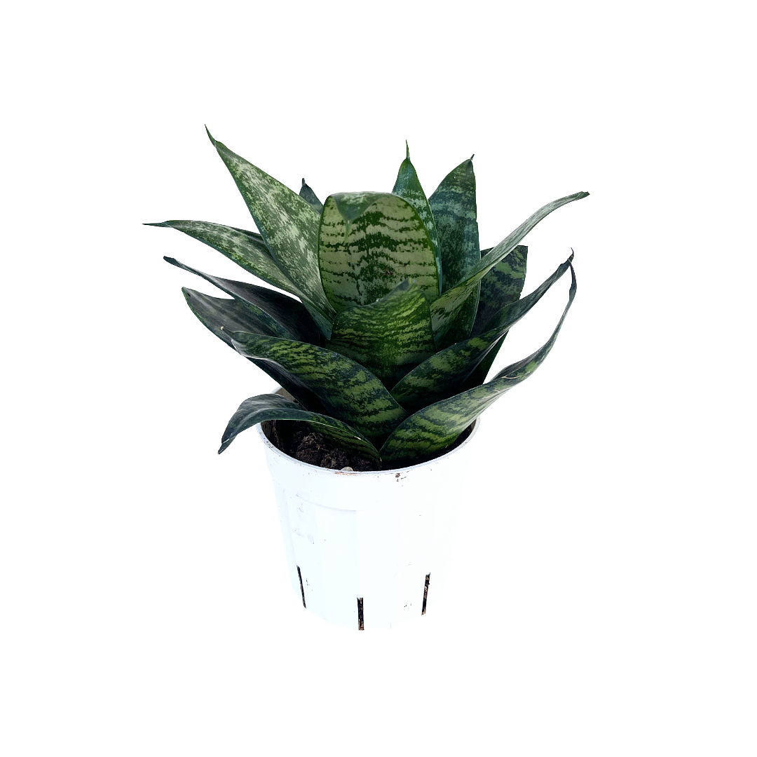 Sansevieria trifasciata 'Star Power'