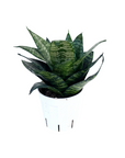 Sansevieria trifasciata 'Star Power'