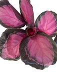Goeppertia roseopicta 'Rosy'