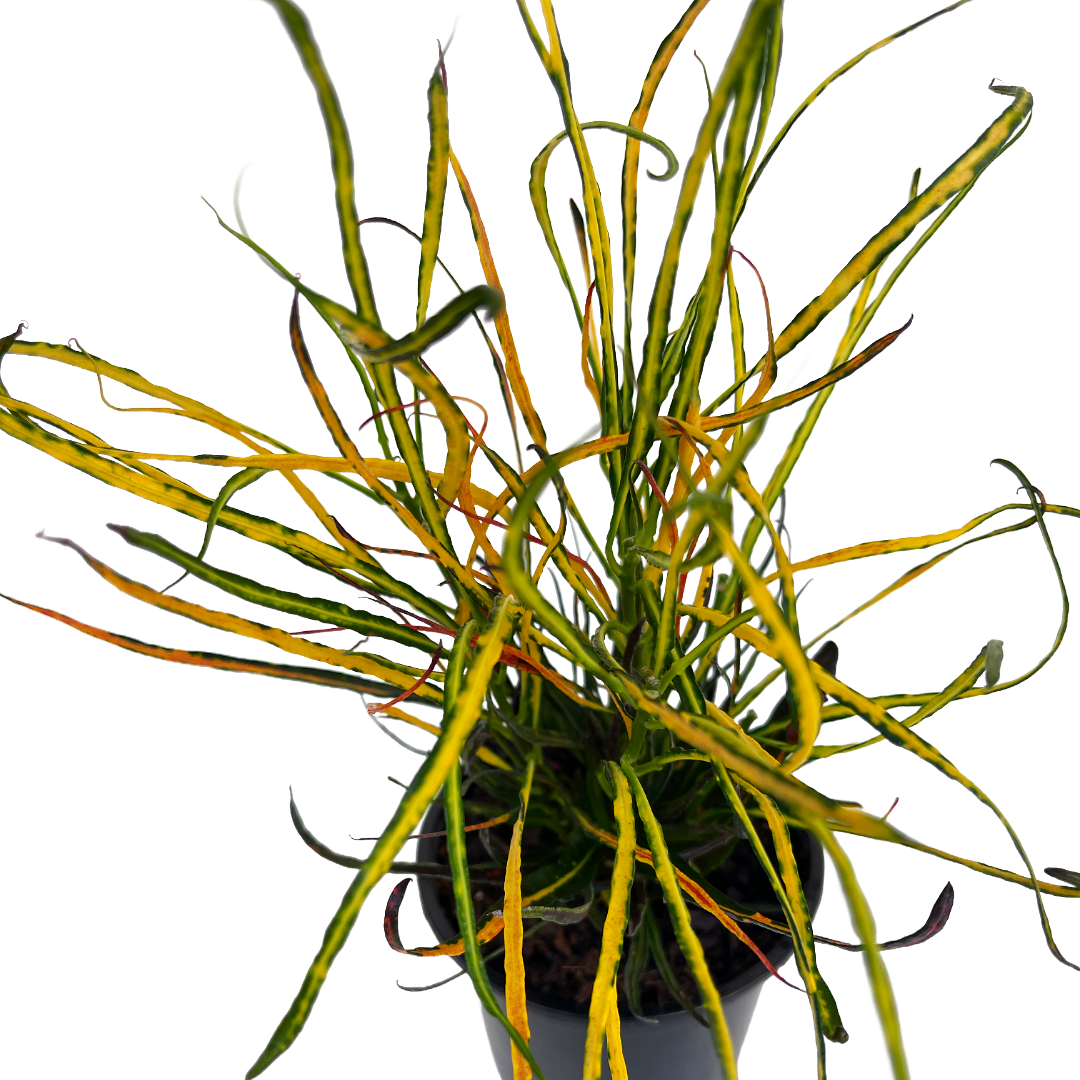 Croton codiaeum 'Picasso's Paintbrush' - Thumbnail 2