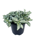 Fittonia albivenis 'White Tiger'