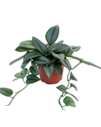 Scindapsus treubii 'Moonlight'