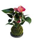 Anthurium 'Red'