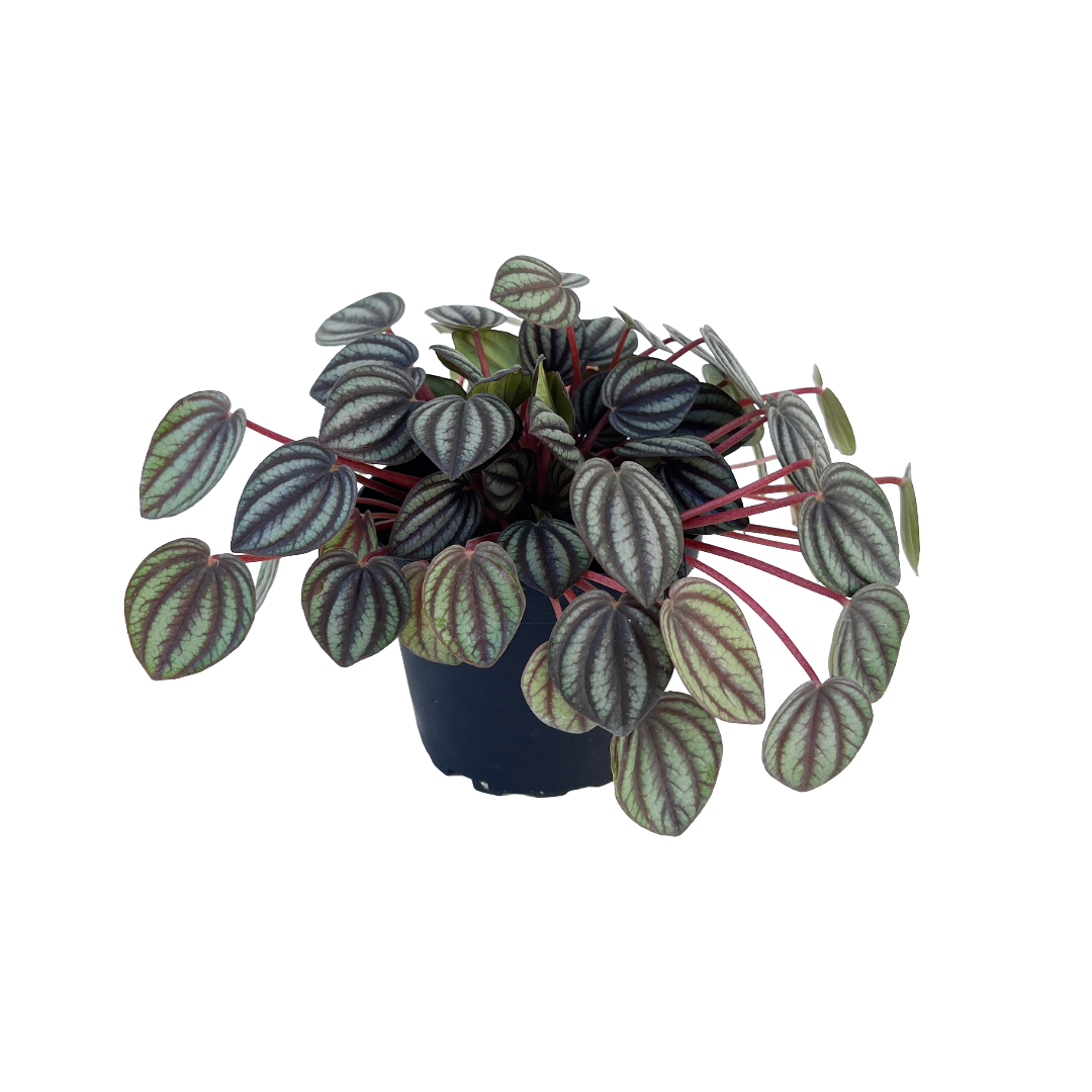 Diameter Plants Peperomia albovittata Picolo Banda