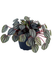 Peperomia albovittata 'Picolo Banda'
