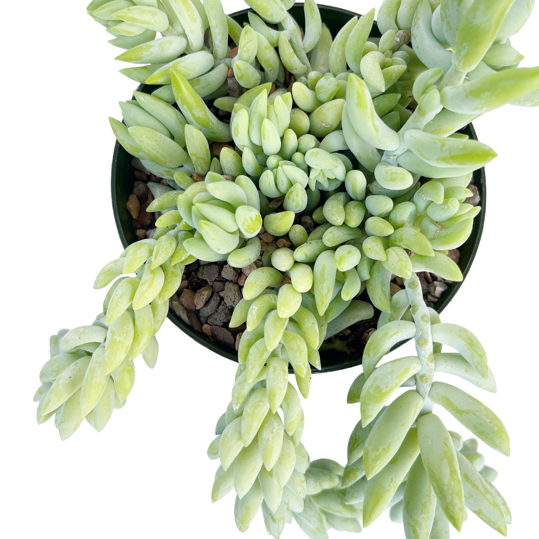 Sedum morganianum (Donkey's Tail) - Thumbnail 2