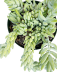 Sedum morganianum (Donkey's Tail)