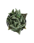 Faucaria tigrina (Tiger's Jaw)
