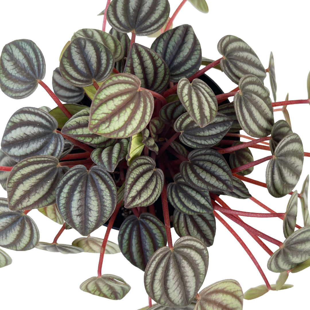 Diameter Plants Peperomia albovittata Picolo Banda - Thumbnail 2
