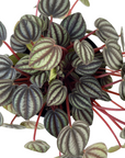 Peperomia albovittata 'Picolo Banda'