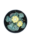 Titanopsis calcareum (Concrete Leaf)