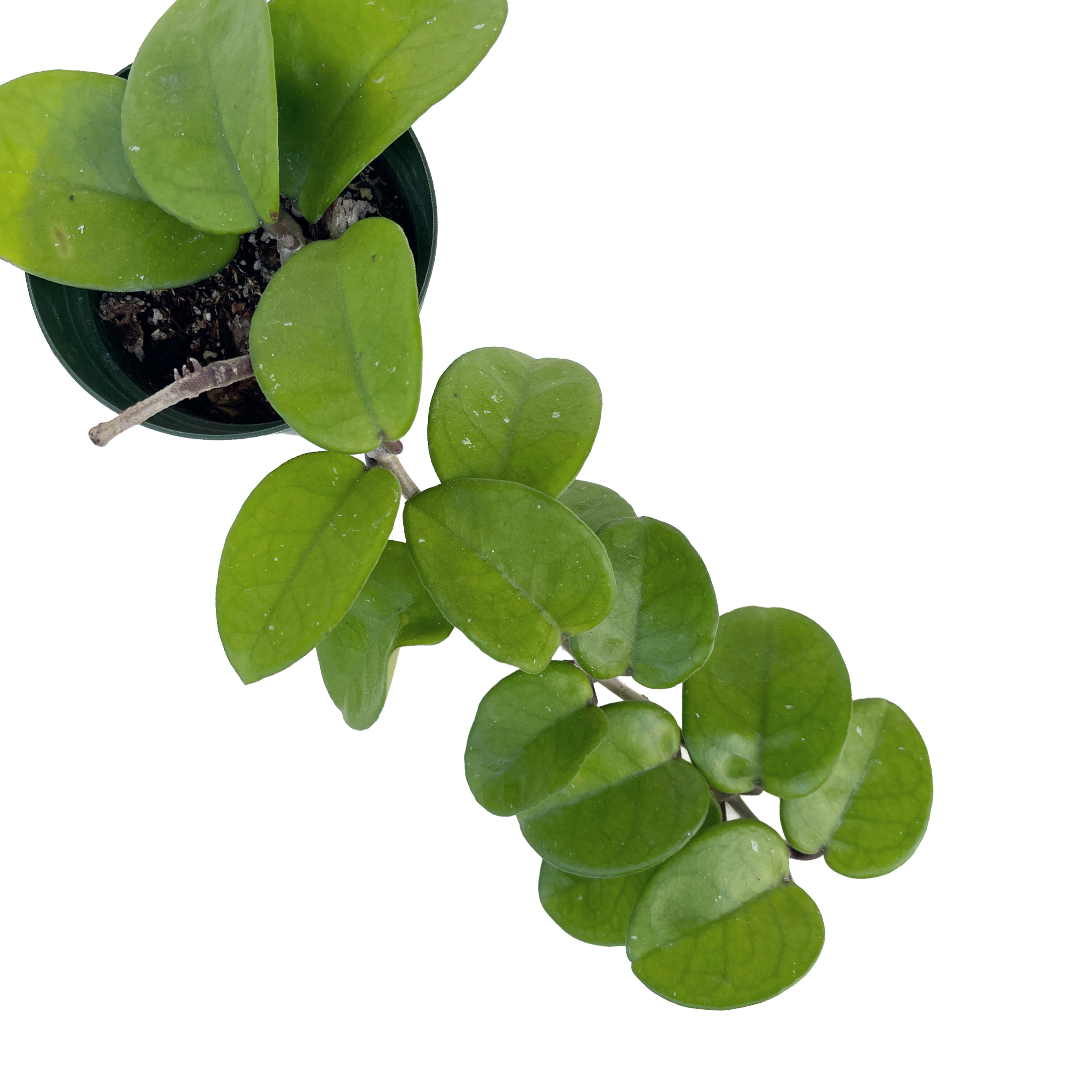 Hoya carnosa 'Chelsea'