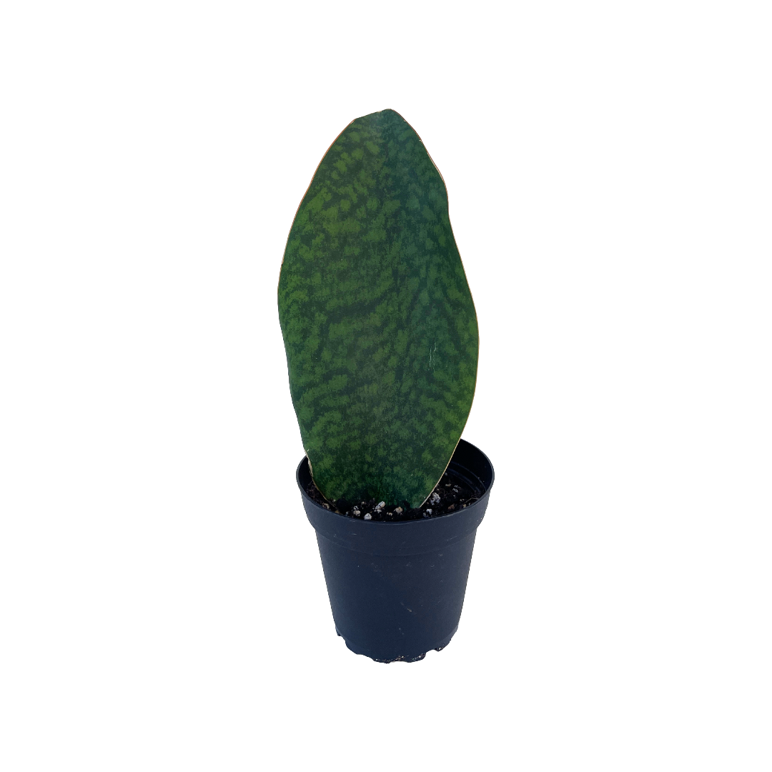 Sansevieria masoniana