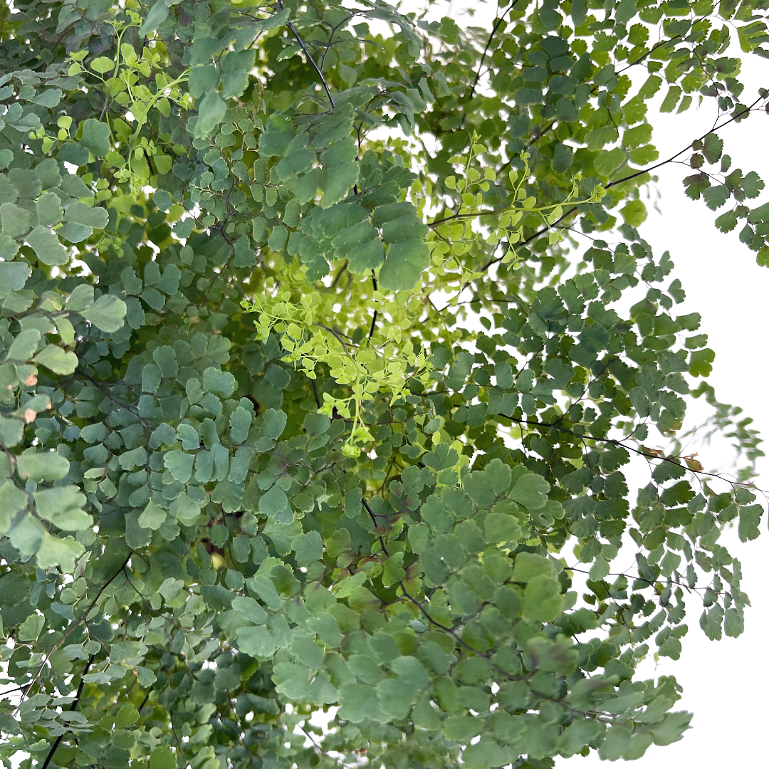 Adiantum raddianum &#39;Fritz Luthi&#39;