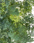 Adiantum raddianum 'Fritz Luthi'