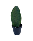 Sansevieria masoniana (Whale Fin)