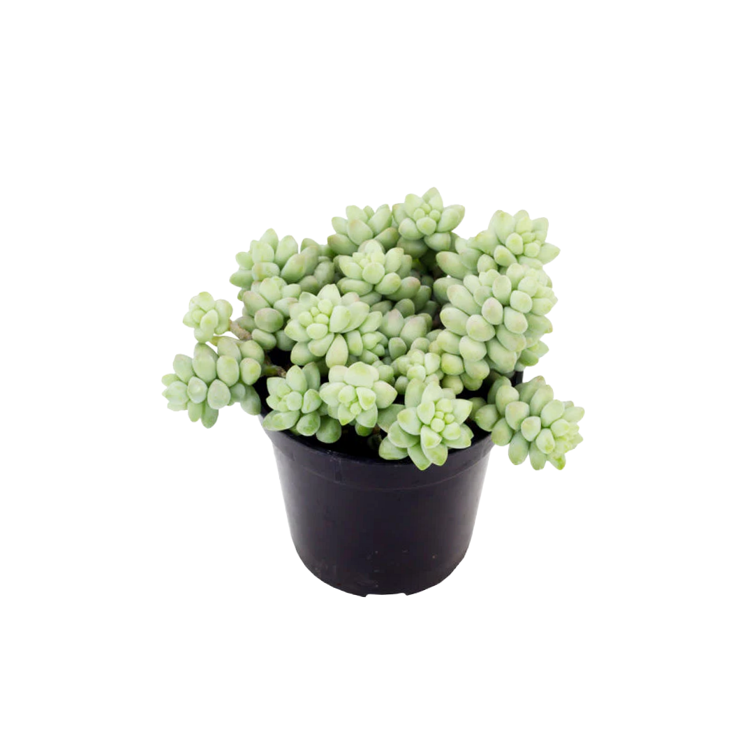 Sedum morganianum 'Burrito'