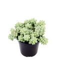Sedum morganianum 'Burrito' (Burro Tail)
