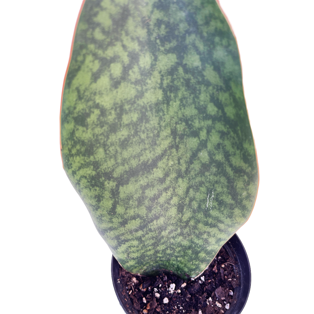 Sansevieria masoniana - Thumbnail 3