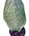 Sansevieria masoniana (Whale Fin)