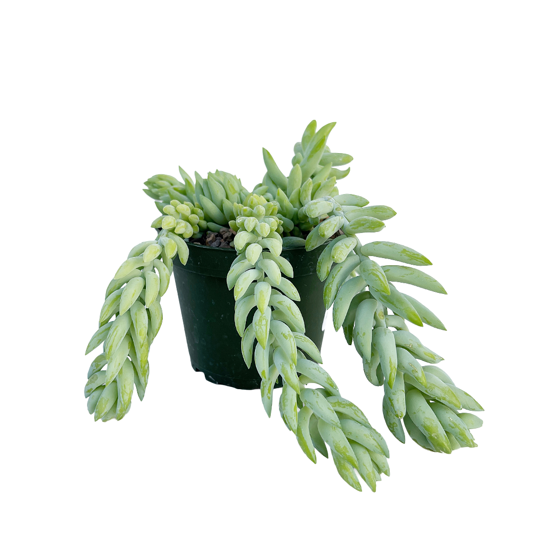 Sedum morganianum (Donkey's Tail)