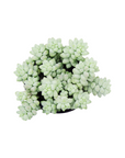 Sedum morganianum 'Burrito' (Burro Tail)
