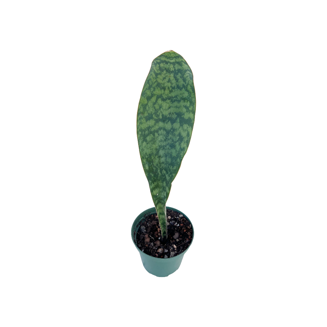 Sansevieria masoniana - Thumbnail 2