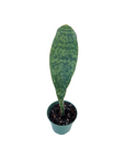 Sansevieria masoniana (Whale Fin)