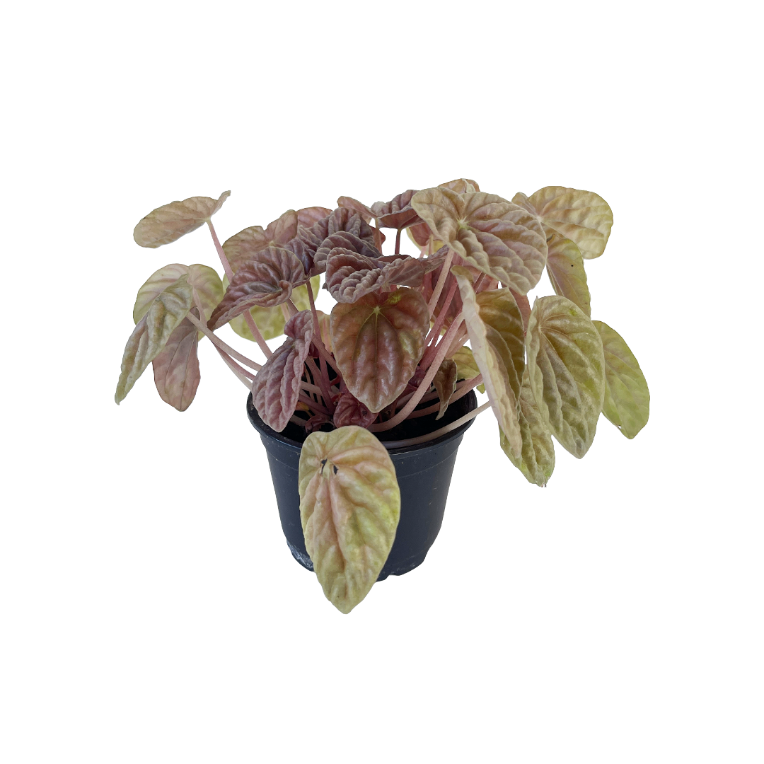 Peperomia 'Quito' - Thumbnail 2