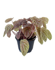 Peperomia 'Quito'