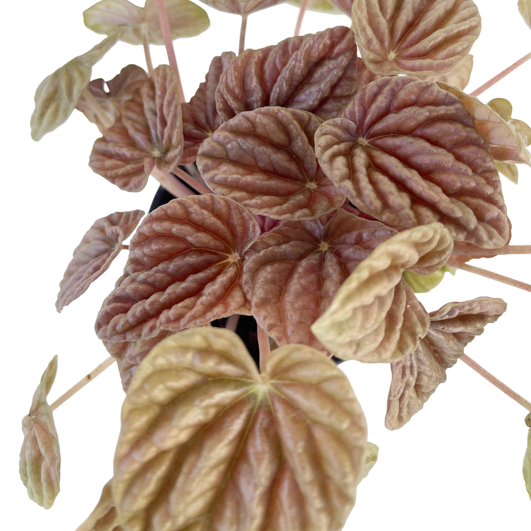 Peperomia 'Quito'