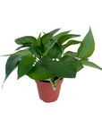 Epipremnum aureum 'Jade' (Jade Pothos)