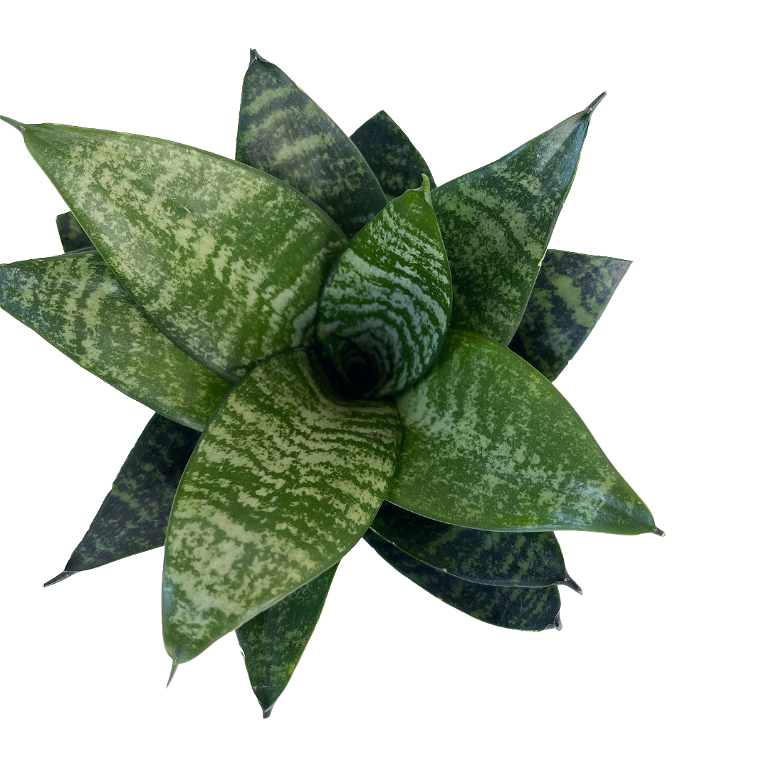 Sansevieria trifasciata 'Star Power' - Thumbnail 2