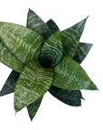 Sansevieria trifasciata 'Star Power'