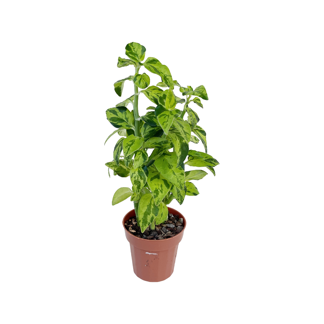 Euphorbia tithymaloides 'Splish Splash' - Thumbnail 2