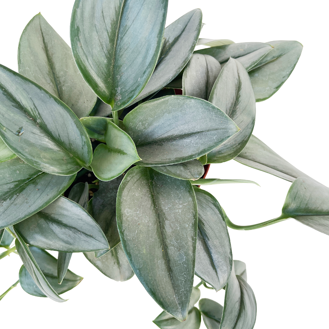 Scindapsus treubii 'Moonlight'